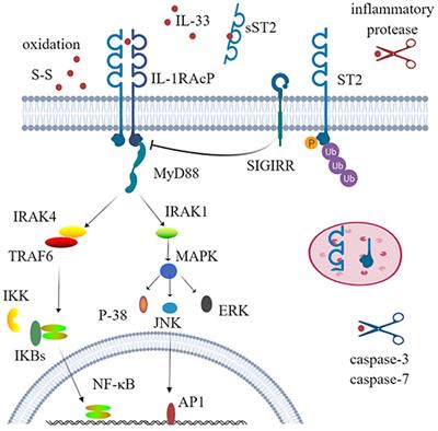 IL-33 in Rheumatic Diseases